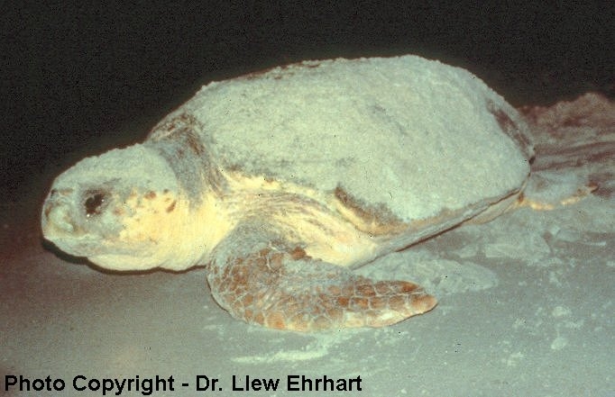 Loggerhead Sea Turtle